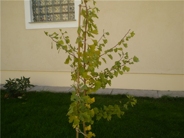 gingko